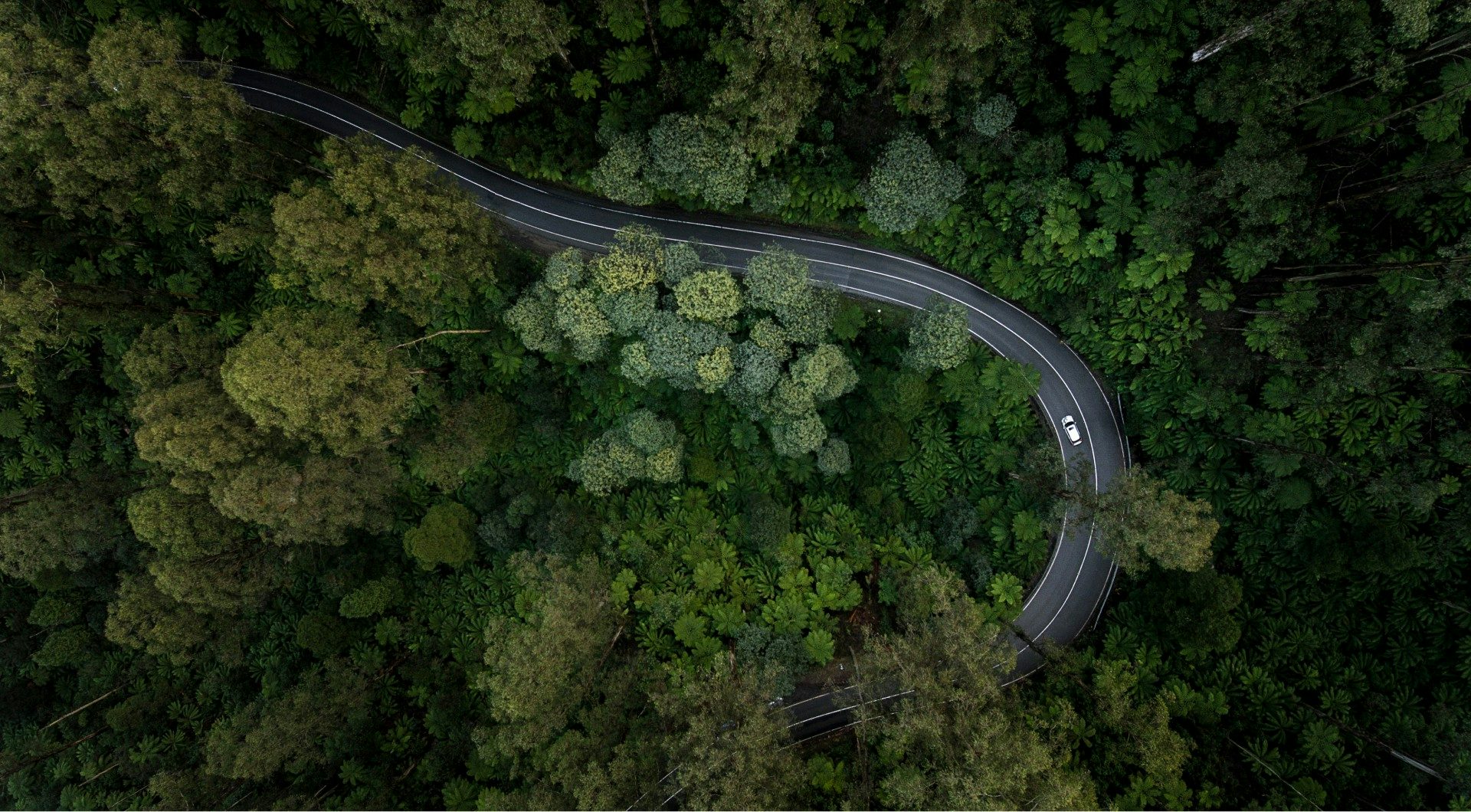 Car driving on a curved road surrounded by trees. 